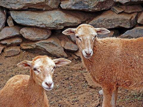 Pelibüey sheep on Gran Canaria, Las Palmas, Spain Young Pelibüey sheep typical of Gran Canaria's landscape. Domestic sheep,Geotagged,Ovis aries,Pelibüey sheep,Spain,Summer,Zoology,animal,brown,landscape,mammal,nature,outdoors