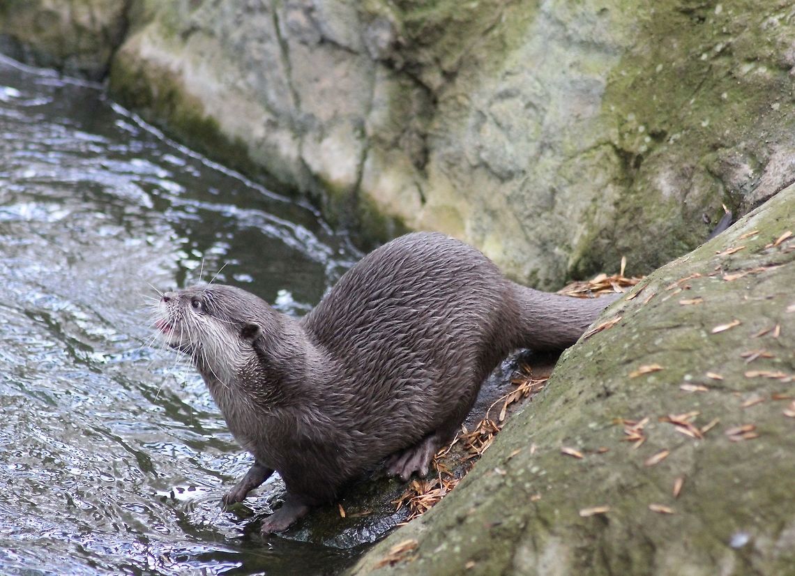 Curious otter This otter was the most curious otter out of the area.  Otter,natural,zoo