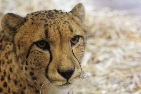 Cheetah Sometimes the most misunderstood animala are the most beautiful Acinonyx jubatus,Cheetah,beauty,giant cat