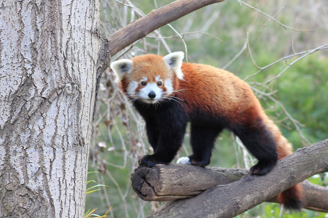Red panda The most active member of the panda family Ailurus fulgens,Red panda,active,cute