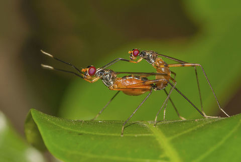 Shh.. do not disturb! This long legged flies mating pair was seen at our garden I really tried hard to capture this.  flies,india,nature,wildlife