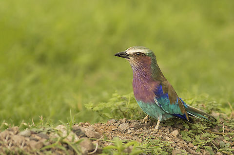 Colours of Masai Mara. I captured this beauty during my visit to Masai Mara last year. Coracias caudatus,Lilac-breasted Roller