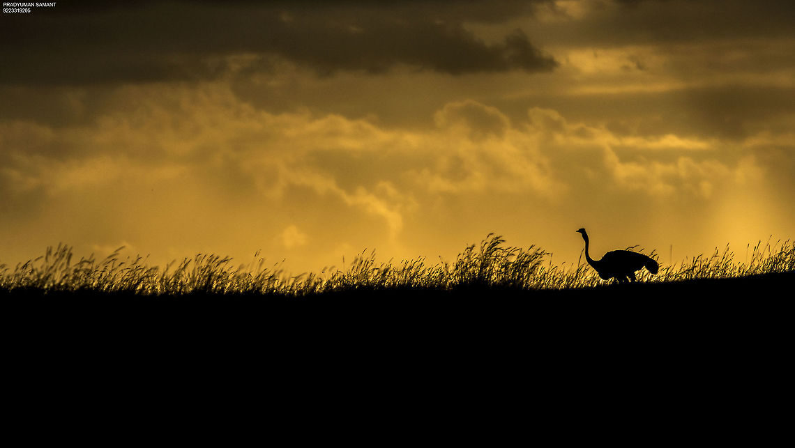 Silhouette Ostrich... This was capture during my first visit to Masai Mara.. land of Hakuna Matata. Mara never disappoints you in terms of lighting effects. I just love this silhouette effect which justifies this frame. Africa,Ostrich,Struthio camelus,bird,kenya,silhouette