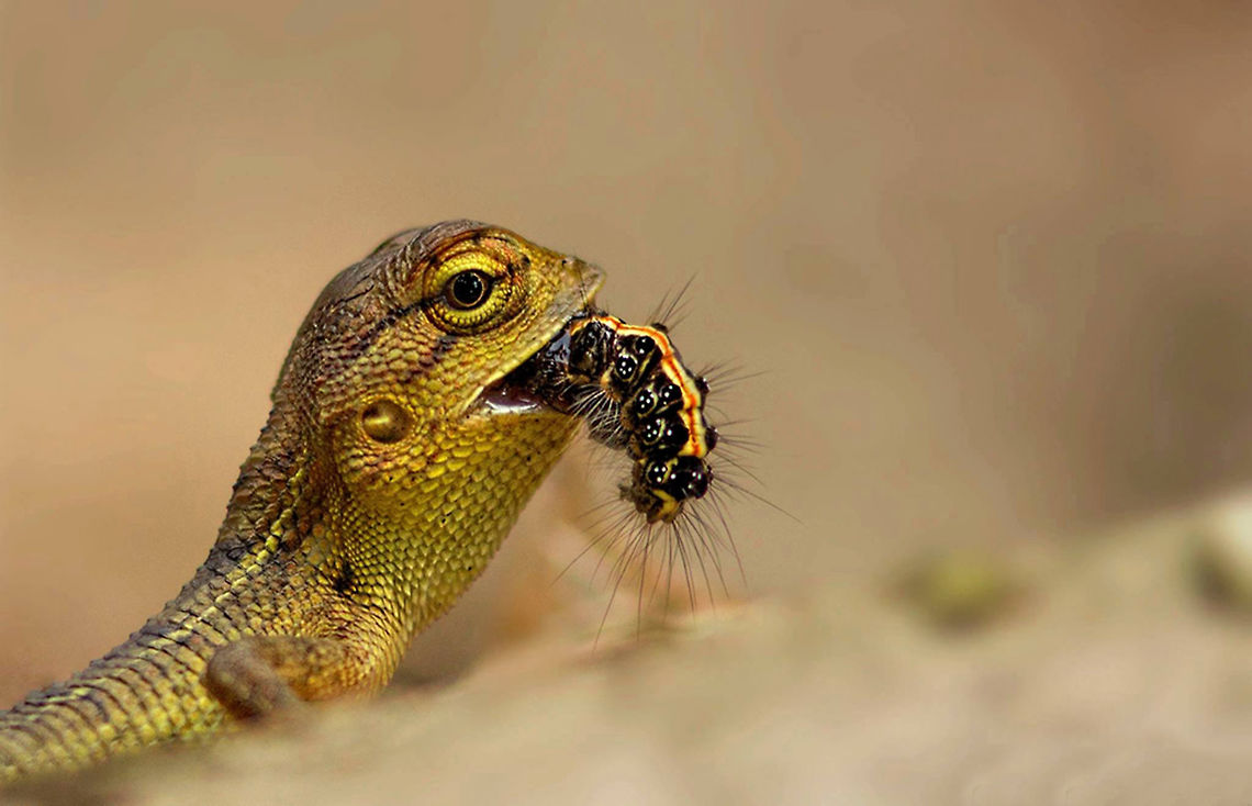Calotes with caterpillar breakfast. This little forest calotes was seen having caterpillar breakfast. Calotes,Calotes versicolor,Caterpillar,Lizard,Oriental Garden Lizard or Changeable Lizard,eating