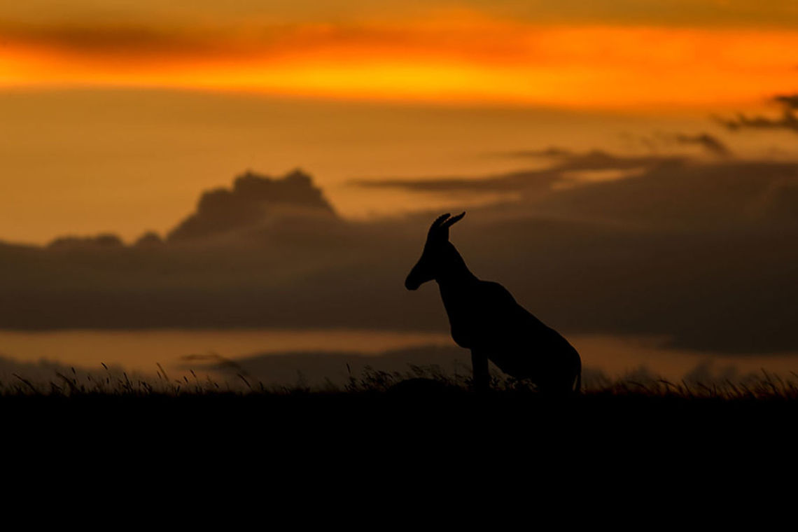 Topiscape Silhouettes are a treat to capture .... <br />
They make simple animals  look very interesting .<br />
Before visiting Masai Mara I had this particular frame in mind as I had heard that the light and dramatic sky gives you a wide opportunity to capture images like these .<br />
This evening  I had not captured much stuff as I wanted to capture something interesting and was pretty much bored as this day was dry with no action and the same subjects and I suddenly came across this  topi which was grazing in front of a beautiful backlit sky . I had to wait for quite a long time to get its head up so that I could take a shot .<br />
 Damaliscus korrigum,Sky,Sunset,Topi,silhouette
