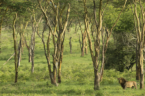 King in his kingdom This image might seem too boring but I like it ...
We had spotted some lionesses at this location but none of us knew that a few meters to the right a lion rested peacefully without any disturbance. As soon as it got up my guide whispered softly “There’s a Lion too”, I wasted no time and quickly focused on this male which had just got up from its sleep  Animal Kingdom,Lion,Panthera leo,habitat,lion king