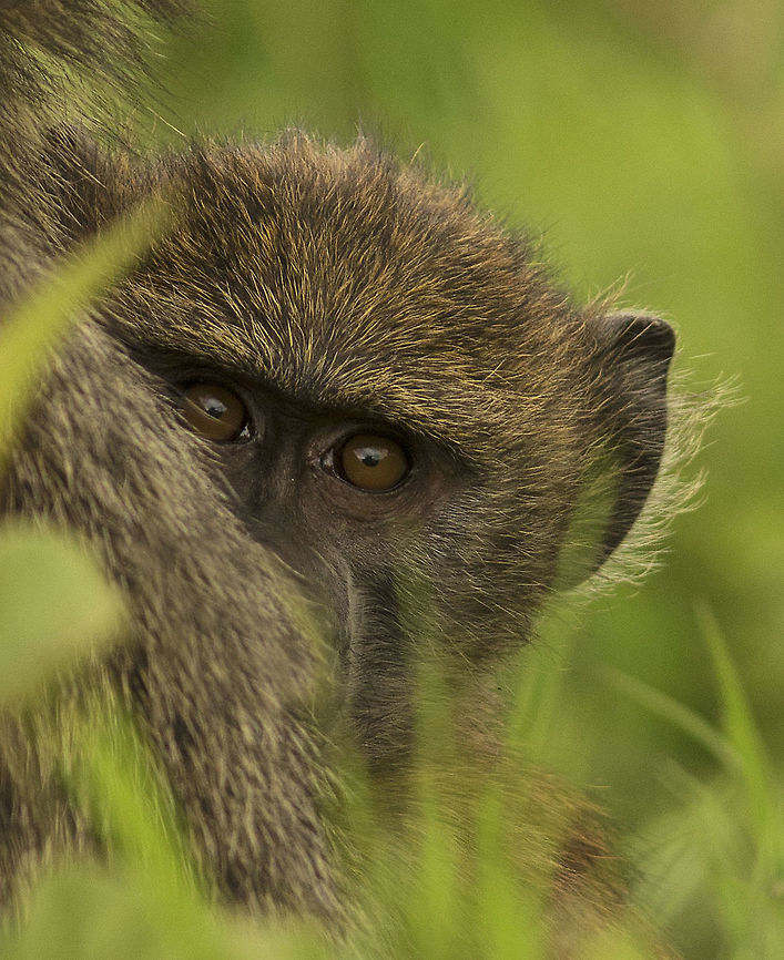 Peek-a-boo I never intended in capturing this baby Baboon . While I was capturing the other Baboons I noticed that  this baboon was pretty curious about what I was doing and it kept staring at me . This is how I came up with the shot. Olive baboon,Papio anubis