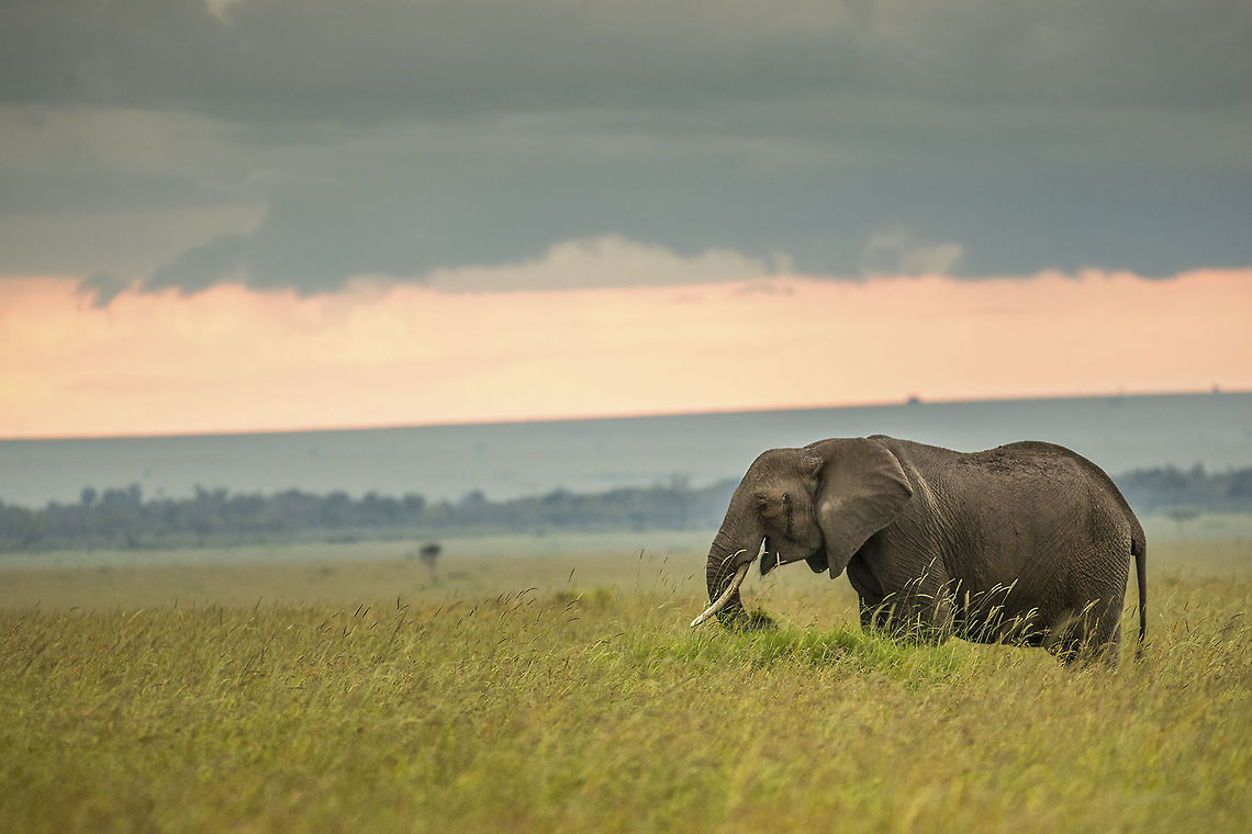 African Elephant It was a cloudy day in Masai Mara. I had been there for 4 days now and had captured 4 of the Big five and wanted to capture the gigantic African Elephant  to complete my collection of the Big five .....  <br />
It was not a very good day to take the equipment out (especially when its rented :P) . It was drizzling , the clouds were heavy and the light wasn&rsquo;t quite good for photography .<br />
But we yet wanted to take chances for the African Elephant so we kept looking and finally we spotted this gigantic African beauty form far . The background was quite amazing with the greyish heavy clouds.Having green grass in the foreground was the icing on cake .<br />
 African Elephant,African bush elephant,Green,Loxodonta africana,cloudy,kenya