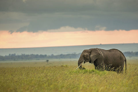 African Elephant It was a cloudy day in Masai Mara. I had been there for 4 days now and had captured 4 of the Big five and wanted to capture the gigantic African Elephant  to complete my collection of the Big five .....  
It was not a very good day to take the equipment out (especially when its rented :P) . It was drizzling , the clouds were heavy and the light wasn’t quite good for photography .
But we yet wanted to take chances for the African Elephant so we kept looking and finally we spotted this gigantic African beauty form far . The background was quite amazing with the greyish heavy clouds.Having green grass in the foreground was the icing on cake .
 African Elephant,African bush elephant,Green,Loxodonta africana,cloudy,kenya