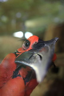 IMG_8155 looking bird bird in the Zoo Bucorvus leadbeateri,Southern Ground Hornbill,bird,closeup,zoo