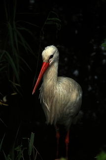 _MG_6077  Ciconia ciconia,White Stork
