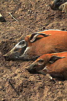 Red river hog Photo is made in Zoo of probably Burgers Bush in Arnhem Netherlands. Digital CR2 image is converted lineair to jpg. Potamochoerus porcus,Red river hog