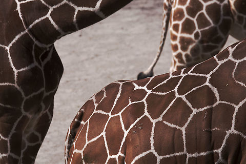 _MG_5263  Giraffa camelopardalis reticulata,Reticulated giraffe
