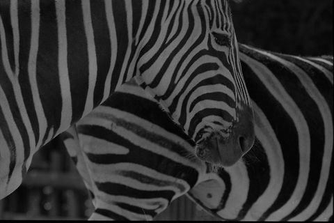 Scan_Zebras_Color_des_2_Lres Zebras. Image taken in Zoo of Arnhem Burgers Bush with analog Canon 40E and 100-400 mm lens. Dia slide image has been scanned in high quality / high resolution. Equus quagga,Plains zebra,zoo