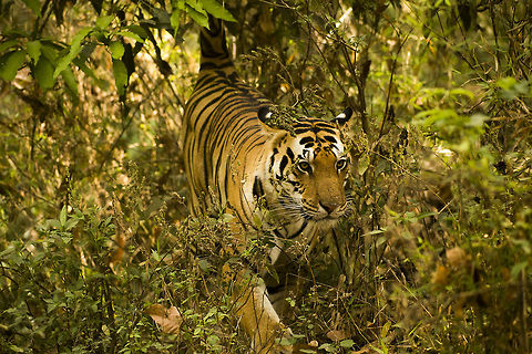 The Black and Gold Cat Here is a Bengal Tiger photographed in Kanha National Park, India. The illusive cat is patrolling her territory, traipsing through the dense undergrowth. The Bengal tigers are the most numerous of the tiger species, yet around 2,500 remain in the wild today. I am keeping my fingers crossed for these black and gold cats, and hope many others will do the same. Bengal tiger,Geotagged,India,Panthera tigris tigris,Spring