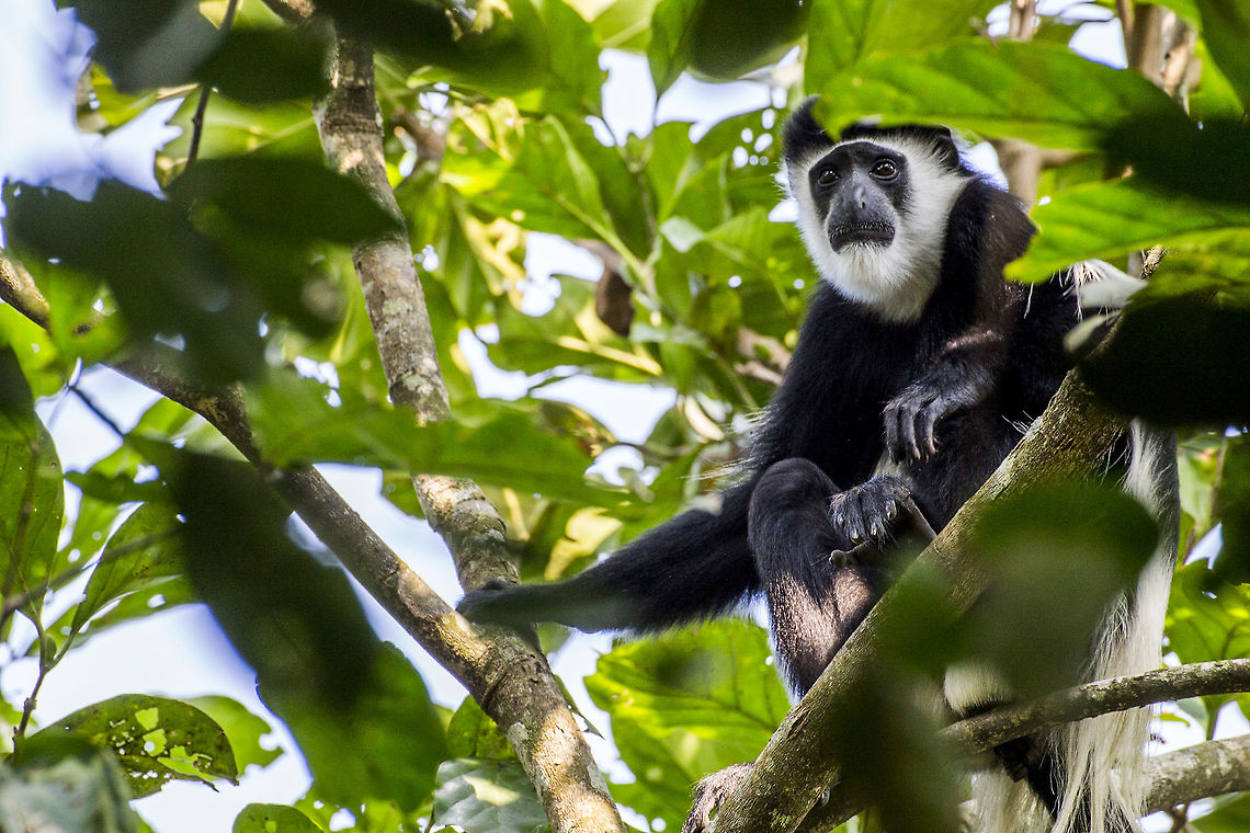Black and White A photo of a Geureza's Colobus Monkey foraging through the dense treetops of the Congo Basin. They are simply beautiful monkeys. Colobus guereza,Geotagged,Mantled guereza,Republic of the Congo,Summer
