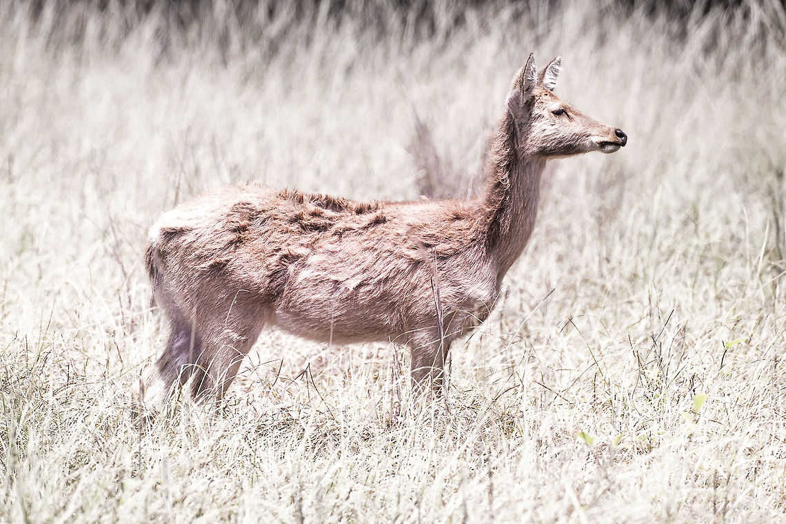 Barasingha in the Bush A photo of a Barasingha standing in high grasses. Its coat blends in well with its environment which helps the deer against becoming a tiger's lunch. Barasingha,Geotagged,India,Rucervus duvaucelii,Spring