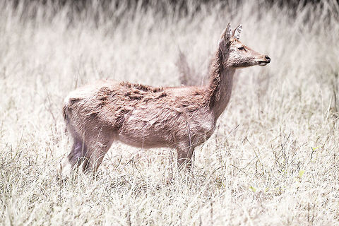 Barasingha in the Bush A photo of a Barasingha standing in high grasses. Its coat blends in well with its environment which helps the deer against becoming a tiger's lunch. Barasingha,Geotagged,India,Rucervus duvaucelii,Spring