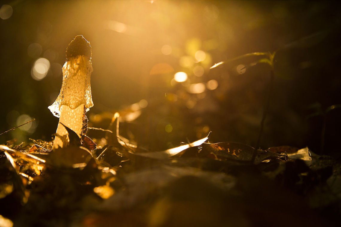 Golden Hue Here a Veiled-Lady Fungus shining brightly in golden evening light. Photographed in Odzala NP, Republic of Congo Geotagged,Phallus indusiatus,Republic of the Congo,Summer