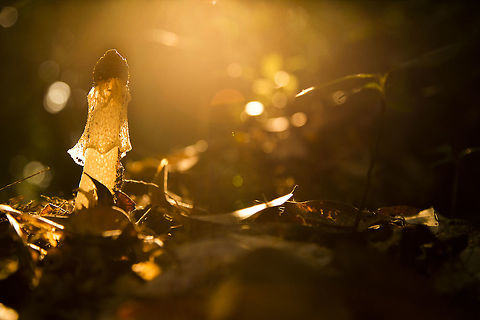 Golden Hue Here a Veiled-Lady Fungus shining brightly in golden evening light. Photographed in Odzala NP, Republic of Congo Geotagged,Phallus indusiatus,Republic of the Congo,Summer
