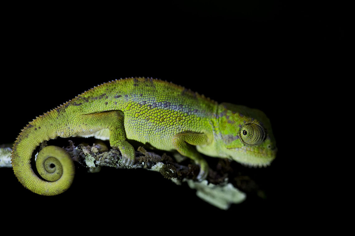 Bale Two-horned Chameleon A Bale Two-horned Chameleon&#039;s bright colours contrasting heavily against the dark night sky.  Bale two-horned chameleon,Ethiopia,Fall,Geotagged,Trioceros balebicornutus