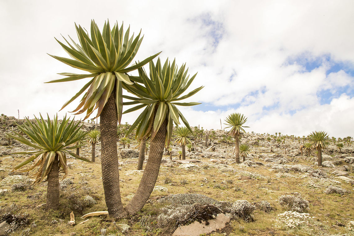 Giant Lobelia In Bale National Park, Ethiopia, Giant Lobelia are scattered around the terrain creating an almost alien landscape.  Ethiopia,Fall,Geotagged,Lobelia rhynchopetalum