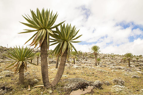 Giant Lobelia In Bale National Park, Ethiopia, Giant Lobelia are scattered around the terrain creating an almost alien landscape.  Ethiopia,Fall,Geotagged,Lobelia rhynchopetalum