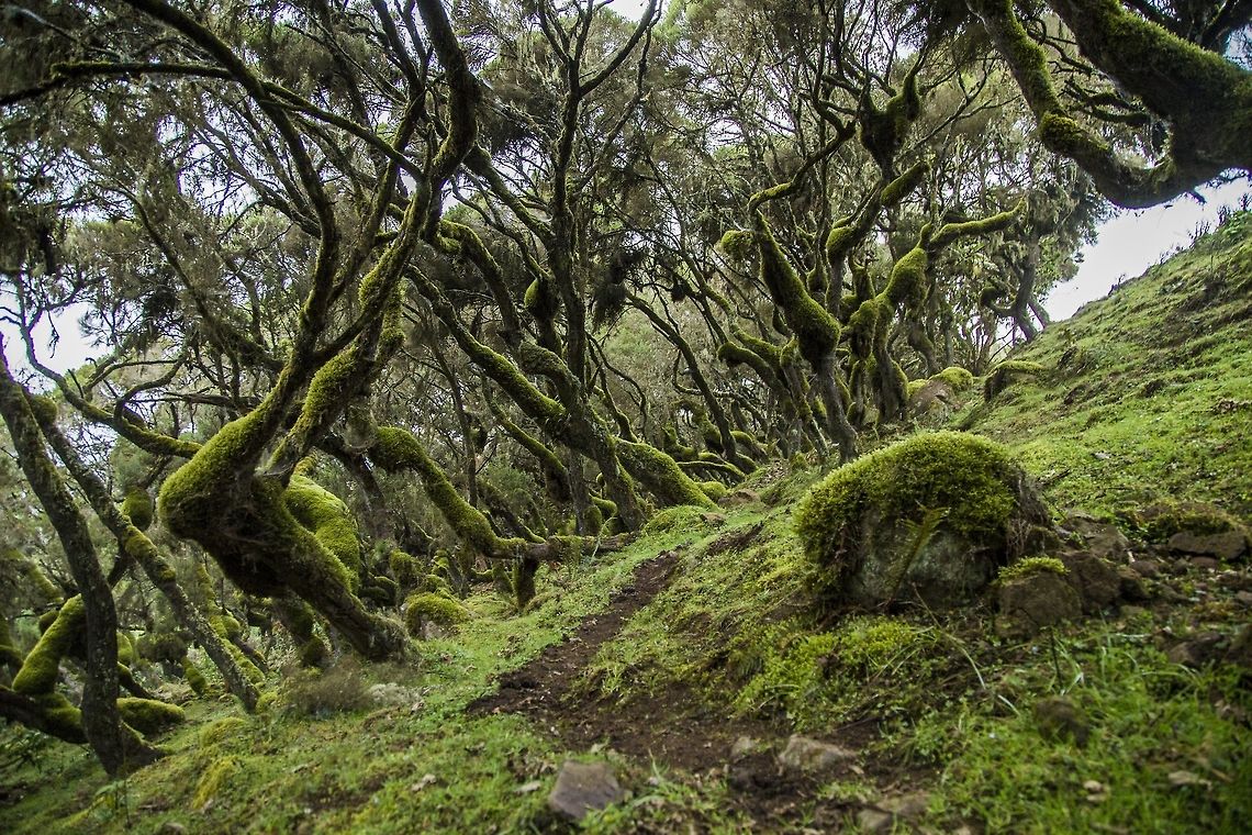 Erica Moorlands The strange Erica Moorlands photographed in Bale National Park, Ethiopia Ethiopia,Fall,Geotagged