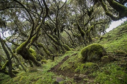 Erica Moorlands The strange Erica Moorlands photographed in Bale National Park, Ethiopia Ethiopia,Fall,Geotagged