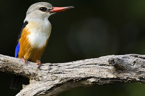 Grey-Headed kingfisher A Grey-headed kingfisher perched on a branch in the Okavango Delta, Botswana  Grey-headed Kingfisher,Halcyon leucocephala