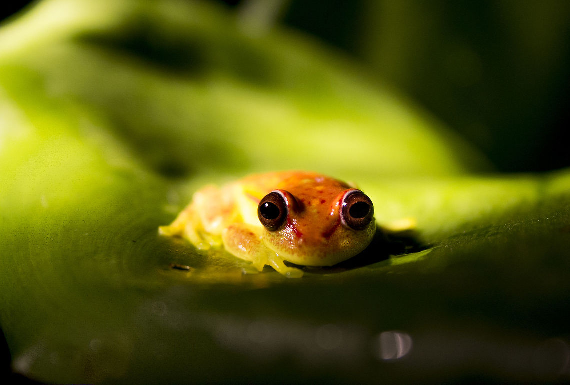 Red-Skirted Treefrog A Red-Skirted Treefrog sitting on a leaf in the Amazon jungle, Brazil. Dendropsophus rhodopeplus