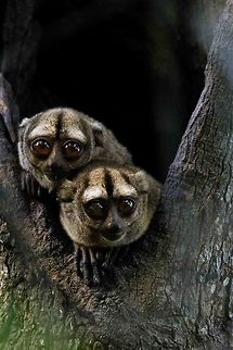 Spix's night monkey Two Spix's night monkeys photographed in the Amazon Jungle, Brazil Aotus vociferans,Spixs night monkey