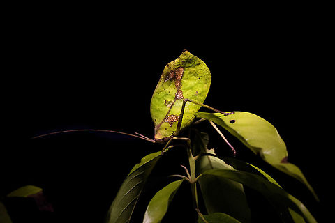 Leaf katydid