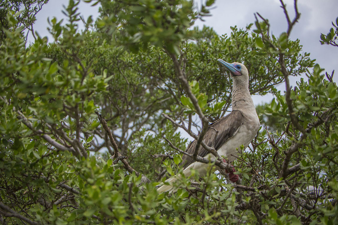 Red Footed Boobies A Red Footed Boobie photographed in Tetiaroa, French Polynesia French Polynesia,Geotagged,Red-footed booby,Sula sula,Winter