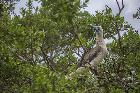 Red Footed Boobies A Red Footed Boobie photographed in Tetiaroa, French Polynesia French Polynesia,Geotagged,Red-footed booby,Sula sula,Winter