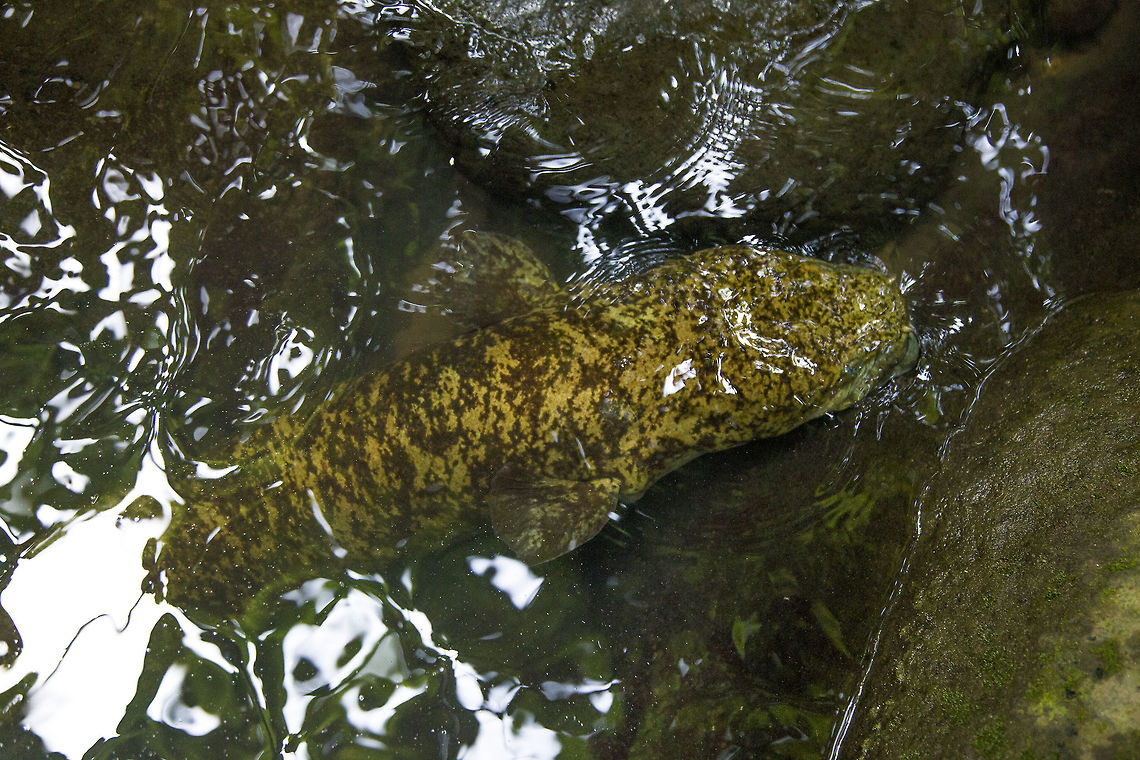 Giant Long-finned Eel A Giant Long-finned Eel photographed on the Marquesas Islands, French Polynesia Anguilla marmorata,French Polynesia,Geotagged,Giant Mottled Eel,Winter