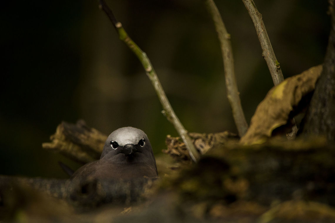 Brown Noddy A Brown Noddy blending in with the shrubs behind it. Photographed in Teriaroa, French Polynesia Anous stolidus,Brown noddy,French Polynesia,Geotagged,Winter