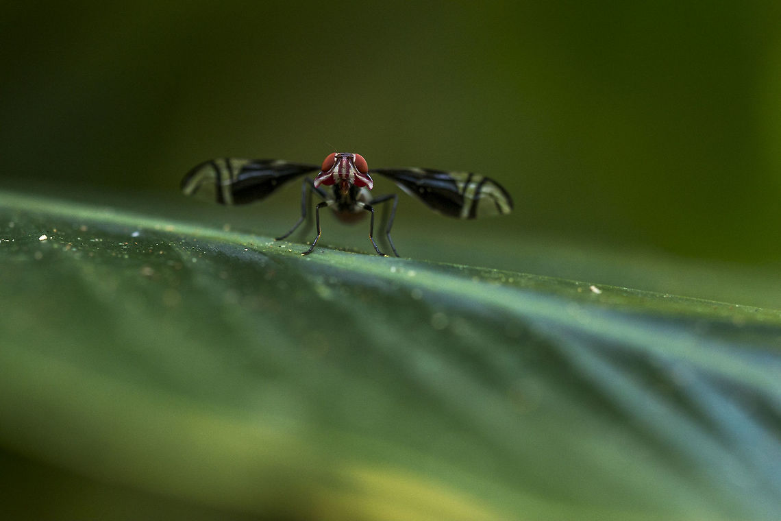 Unidentifiable fly An unidentifiable fly species photographed on a leaf in the Congo.  Geotagged,Republic of the Congo,Summer