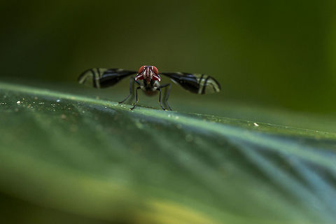 Unidentifiable fly An unidentifiable fly species photographed on a leaf in the Congo.  Geotagged,Republic of the Congo,Summer