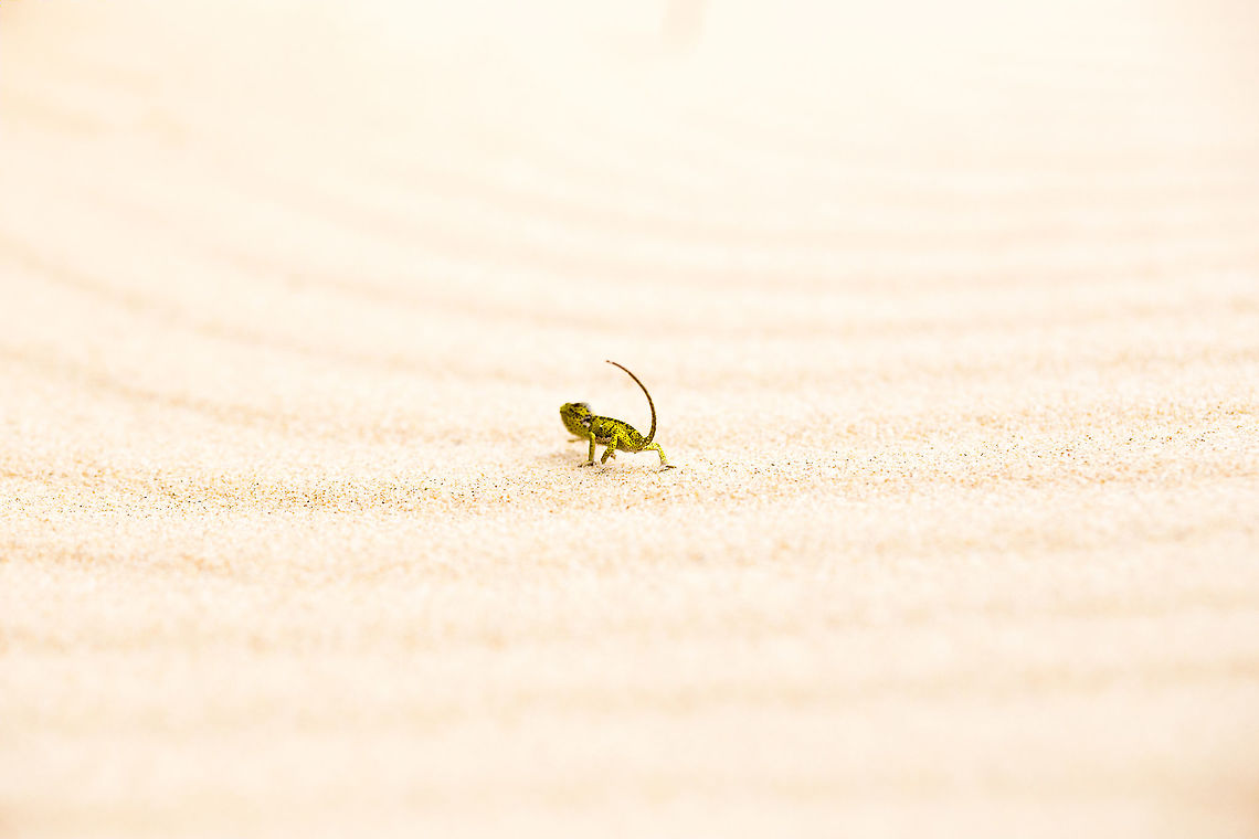 Journey Across the Sand A flap-necked chameleon working its way across a sand dune in Machangulo, Southern Mozambique Chamaeleo dilepis,Flap-Necked Chameleon,Geotagged,Mozambique,Summer
