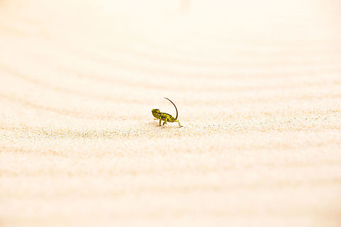 Journey Across the Sand A flap-necked chameleon working its way across a sand dune in Machangulo, Southern Mozambique Chamaeleo dilepis,Flap-Necked Chameleon,Geotagged,Mozambique,Summer