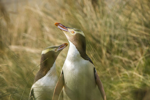 Yellow-Eyed Penguin A rare Yellow-Eyed Penguin photographed on the beaches of the Otago Peninsula, New Zealand Geotagged,M. antipodes,New Zealand,Winter,Yellow-eyed penguin