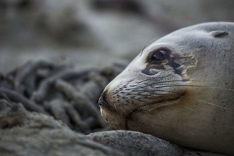 The New Zealand Sea Lion A close-up of the New Zealand sea lion photographed on the Otago Peninsula, New Zealand Geotagged,New Zealand,New Zealand sea lion,Phocarctos hookeri,Winter