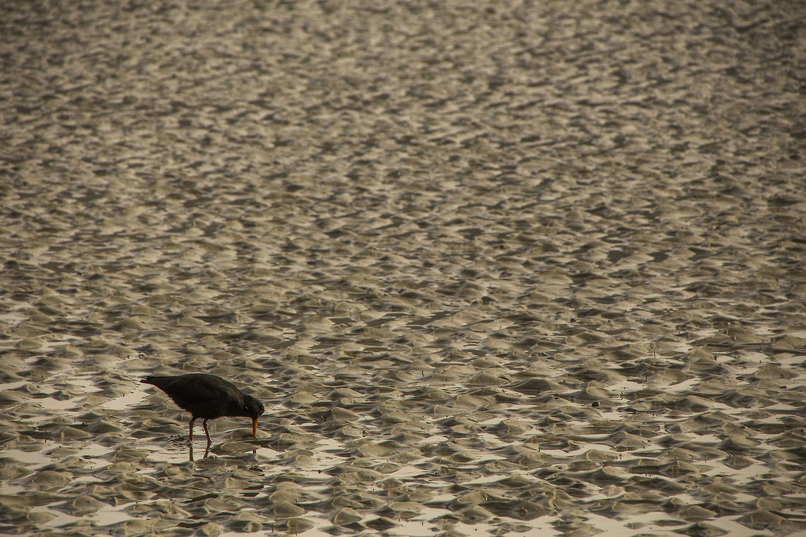 Variable Oystercatcher A variable oystercatcher looking for some food by the seashore Geotagged,Haematopus unicolor,New Zealand,Variable oystercatcher,Winter