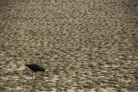 Variable Oystercatcher A variable oystercatcher looking for some food by the seashore Geotagged,Haematopus unicolor,New Zealand,Variable oystercatcher,Winter