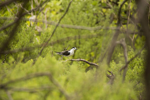 Sooty Tern Introducing the 'Sooty Tern' to Jungle Dragon. Photographed in French Polynesia French Polynesia,Geotagged,Onychoprion fuscatus,Sooty tern,Winter