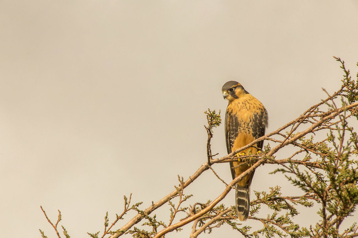 Aplomado Falcon (Falco femoralis) Introducing the &#039;Aplomado Falcon&#039; to Jungle Dragon. I took this photo near lake Titicaca in Peru. Aplomado falcon,Falco femoralis,Geotagged,Peru,Summer
