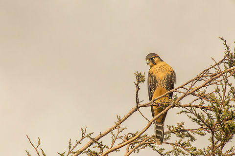 Aplomado Falcon (Falco femoralis) Introducing the 'Aplomado Falcon' to Jungle Dragon. I took this photo near lake Titicaca in Peru. Aplomado falcon,Falco femoralis,Geotagged,Peru,Summer