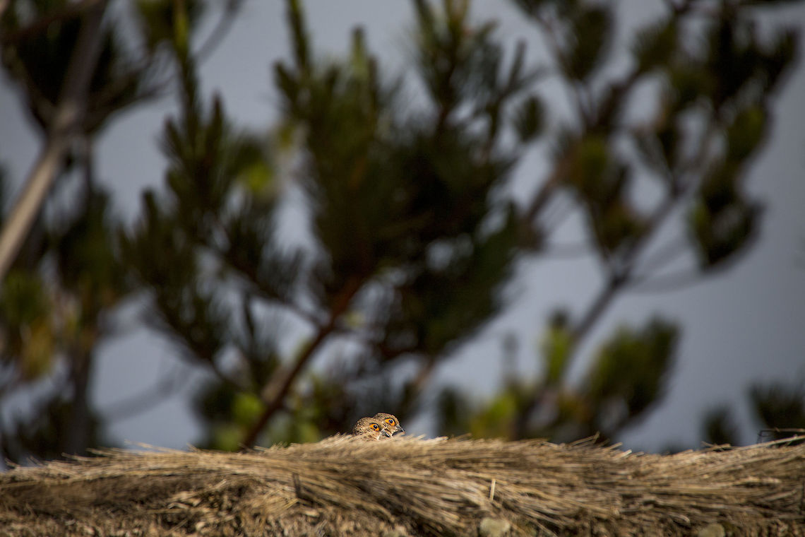 Bare-faced ground dove (Metriopelia ceciliae) Introducing the bare-faced ground dove to Jungle Dragon. Sorry it is not the clearest of pictures. I guess it does show how petite and shy these little birds are.  Bare-faced ground dove,Geotagged,Metriopelia ceciliae,Peru,Summer