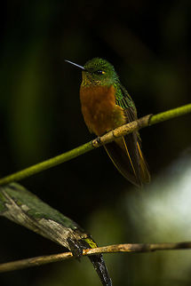 Chestnut-breasted Coronet (Boissonneaua matthewsii) Introducing the 'Chestnut-breasted Coronet' to Jungle Dragon. Photographed near Machu Picchu in Peru. Boissonneaua matthewsii,Chestnut-breasted coronet,Geotagged,Peru,Spring